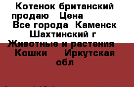 Котенок британский продаю › Цена ­ 3 000 - Все города, Каменск-Шахтинский г. Животные и растения » Кошки   . Иркутская обл.